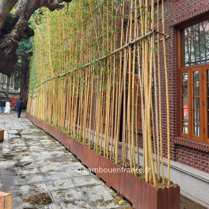 Bambou en pot Phyllostachys jaune