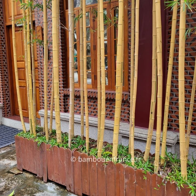Phyllostachys vivax f. aureocaulis en jardinière étroite