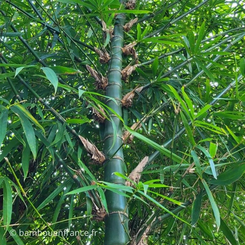 Branches et feuillage du Bambusa ventricosa