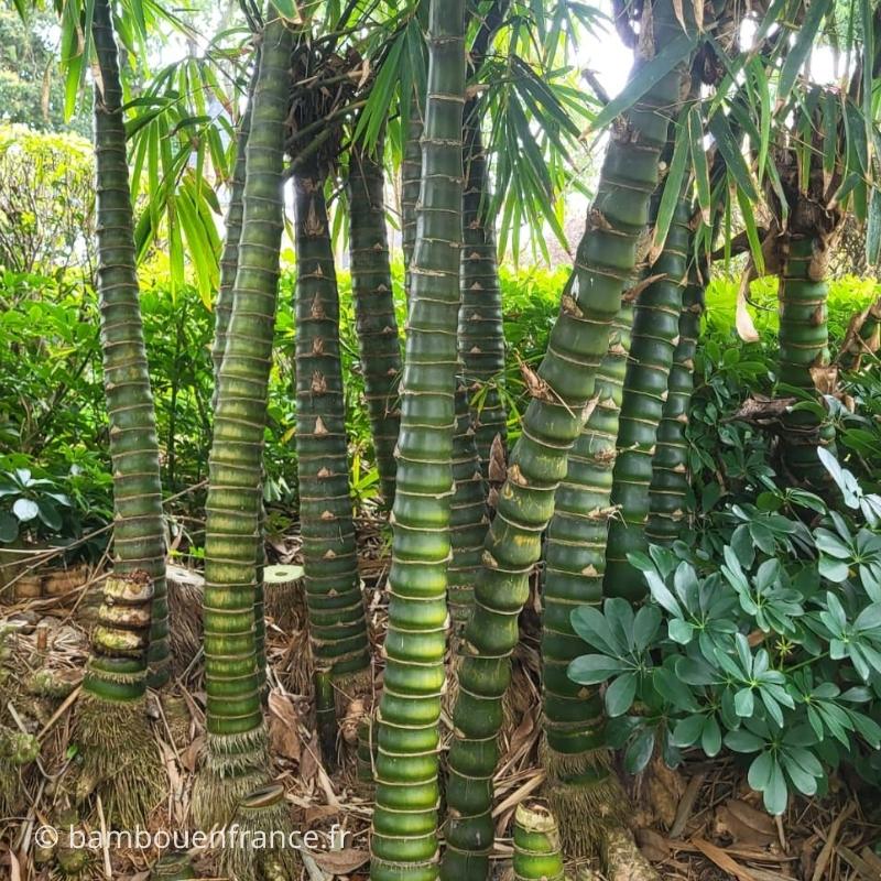 Culture du bambou Bambusa ventricosa