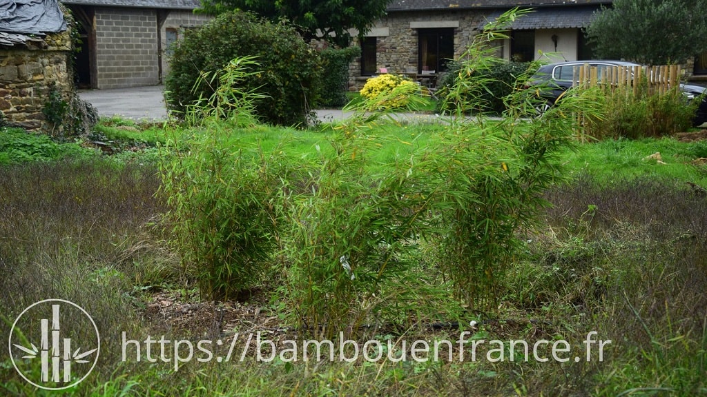 Bambou Fargesia Robusta Campbell – Non Traçant, Hauteur 4-5 M, Feuillage Persistant – Pour Haies, Massifs, Soleil Ou Mi-ombre, Livré En Pot 60/80 Cm